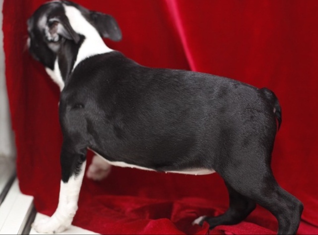 Nice English Bulldog Puppies Email : goldpuppy202@gmail.com Image eClassifieds4u