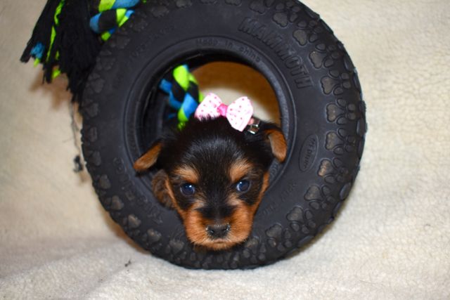small Purebred teacup Yorkie puppies Email : goldpuppy202@gmail.com Image eClassifieds4u