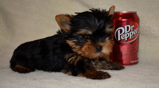 Teacup Yorkie puppies Email : goldpuppy202@gmail.com Image eClassifieds4u