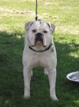 Mollett line Victorian bully's Image eClassifieds4u 3
