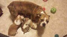Mollett line Victorian bully's Image eClassifieds4u 2