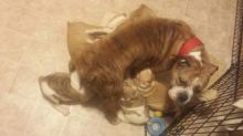 Mollett line Victorian bully's Image eClassifieds4u 1