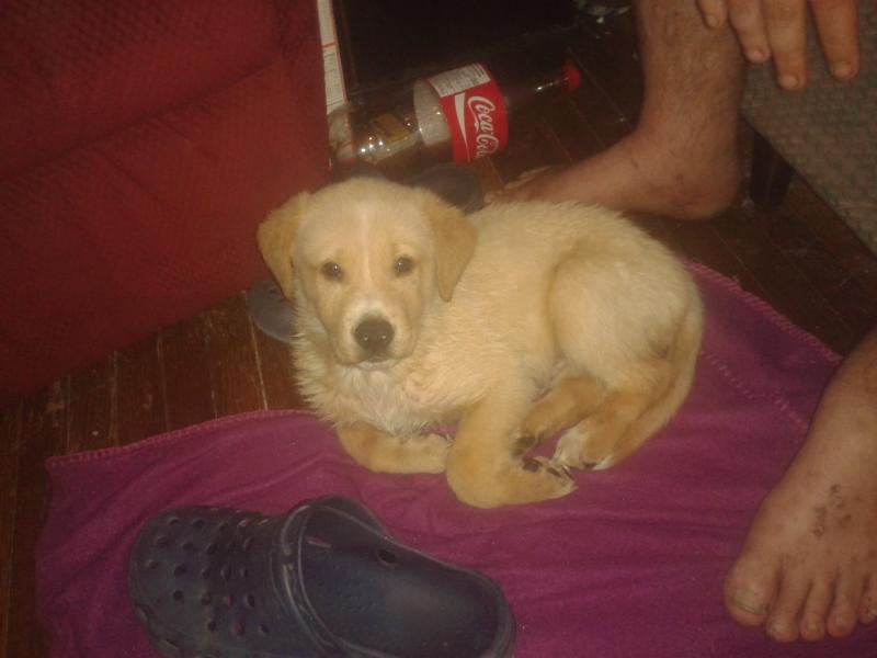 beautiful male golden retriever Image eClassifieds4u