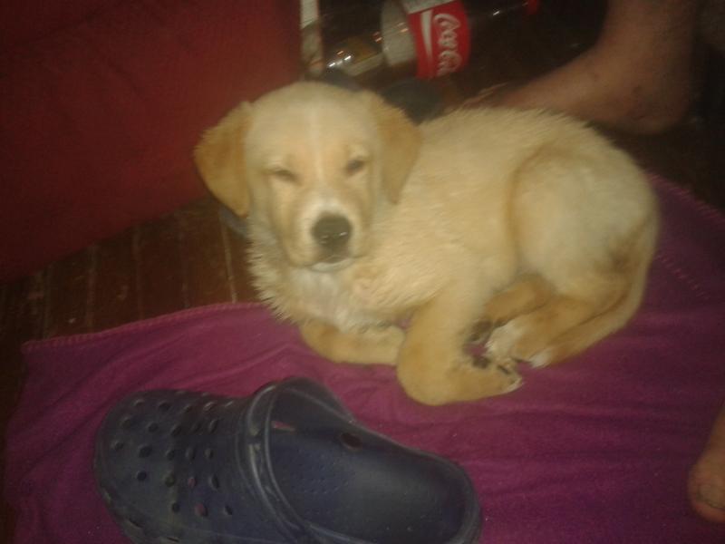 beautiful male golden retriever Image eClassifieds4u