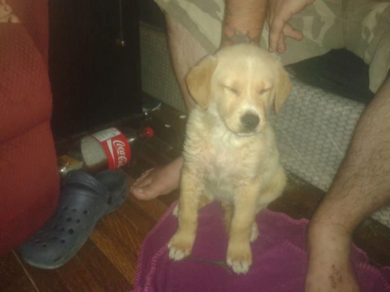 beautiful male golden retriever Image eClassifieds4u