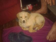 beautiful male golden retriever Image eClassifieds4u 3