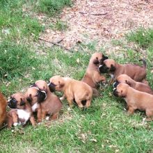 Boxer puppies