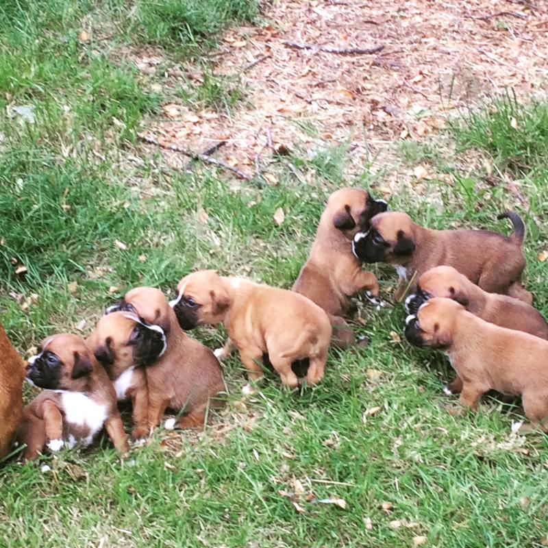 Boxer puppies Image eClassifieds4u