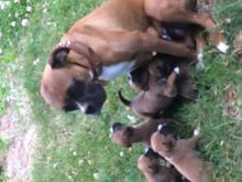 Purebred male Boxer puppies Image eClassifieds4u 2