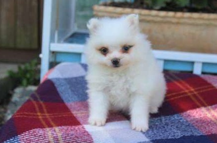 dsgsvzc pomeranian puppies Image eClassifieds4u