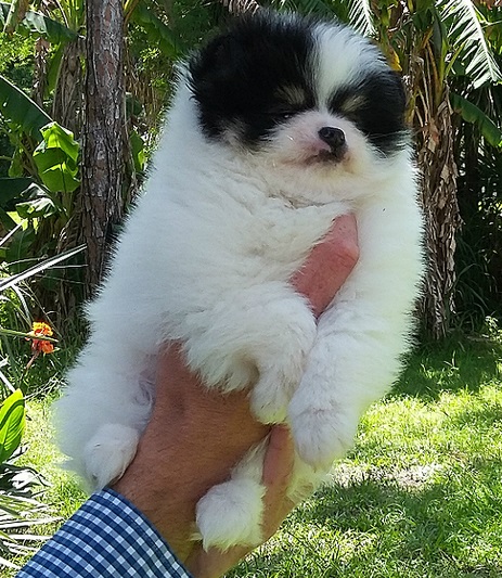 zdvsvv pomeranian puppies Image eClassifieds4u