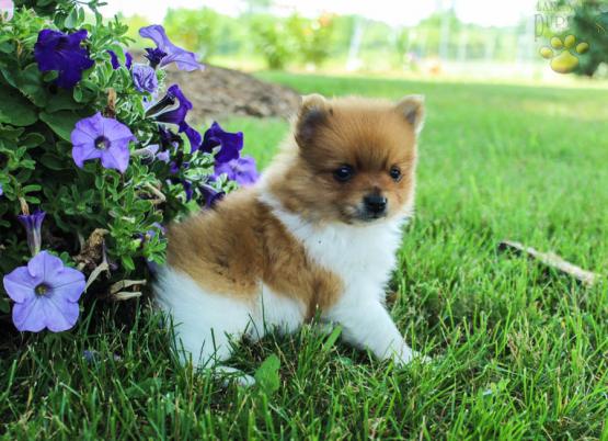 ✔✔╬🏁 Cute and Adorable Pomeranian Puppies ✔✔╬🏁 Image eClassifieds4u