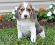 ✔✔╬🏁Excellent Beagle Pups for Re-homing ✔✔╬🏁