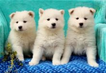 ✔✔╬🏁 Home Raised Male and Female Samoyed Puppies ✔✔╬🏁