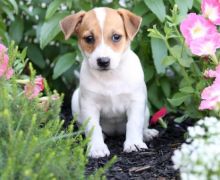 ✔✔╬🏁 Jack Russell Terrier Pups for Re-Homing✔✔╬🏁