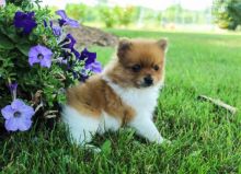 ✔✔╬🏁 Cute and Adorable Pomeranian Puppies ✔✔╬🏁 Image eClassifieds4U