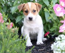 ✔✔╬🏁 Jack Russell Terrier Pups for Re-Homing✔✔╬🏁 Image eClassifieds4U