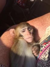 BABY RHESUS MACAQUE FOR ADOPTION