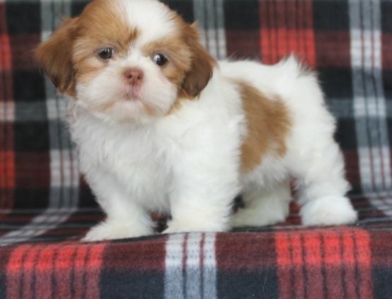 ✔✔╬🏁 Adoptable Shih Tzu Puppies For Re-Homing ✔✔╬🏁 Image eClassifieds4u