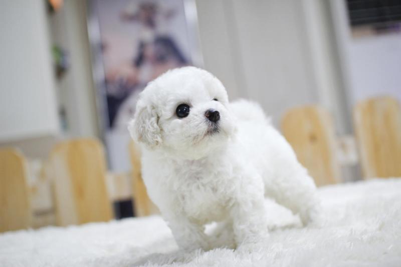 ✔✔╬🏁 Charming and Well Trained Bichon Frise puppies. ✔✔╬🏁 Image eClassifieds4u