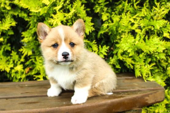 ✔✔╬🏁 Healthy Pembroke Welsh Corgi Puppies for Adoption ✔✔╬🏁 Image eClassifieds4u