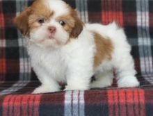 ✔✔╬🏁 Adoptable Shih Tzu Puppies For Re-Homing ✔✔╬🏁