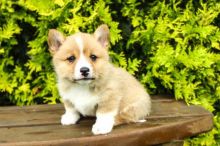 ✔✔╬🏁 Healthy Pembroke Welsh Corgi Puppies for Adoption ✔✔╬🏁