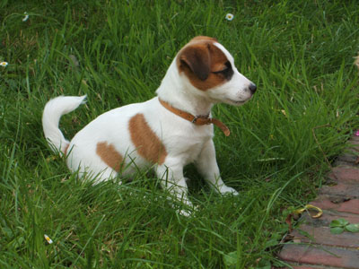••••••JACK RUSSELL PUPPIES••••• Image eClassifieds4u