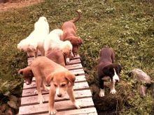 pups for sale Image eClassifieds4U