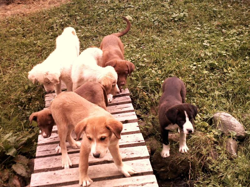 pups for sale Image eClassifieds4u