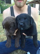 Lab x pups