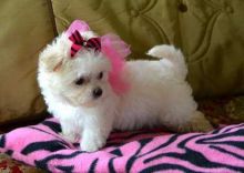 attentive and playful Maltese Available for sale