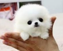 One male pomeranian puppy available for adoption Image eClassifieds4U