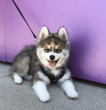 Siberian Husky (404)832-5171