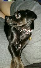 Looking for a Male Chihuahua 5-7lbs