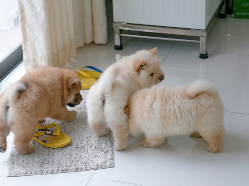 High quality chow chow pups available Image eClassifieds4u