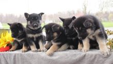 OUTSTANDING C.K.C German Shepherd Puppies For Adoption