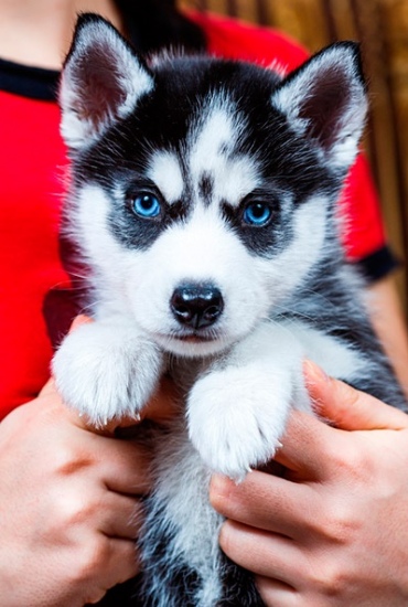 HE IS VERY FUNNY WITH KIDS PLAYING ALL DAY LONG HUSKY PUPPIES Image eClassifieds4u