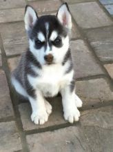 HE IS VERY FUNNY WITH KIDS PLAYING ALL DAY LONG HUSKY PUPPIES Image eClassifieds4u 2