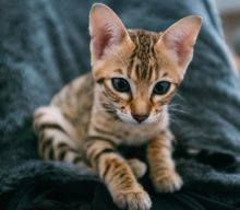 TICA SAVANNAH KITTENS Image eClassifieds4u 1