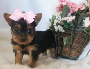 Asdsfs yorkie puppies Image eClassifieds4u