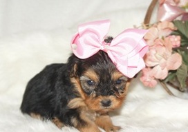 Asdsfs yorkie puppies Image eClassifieds4u