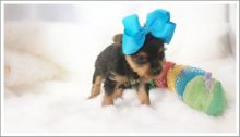 Asdsfs yorkie puppies Image eClassifieds4u 1
