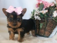 Asdsfs yorkie puppies Image eClassifieds4u 4