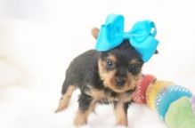 Asdsfs yorkie puppies Image eClassifieds4u 2