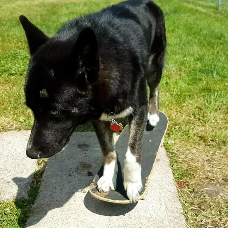 Akita/Husky Male - 9 months old - Vaccinated & Not Neutered Image eClassifieds4u