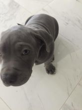 pitbull puppy needs a new home