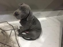 pitbull puppy needs a new home Image eClassifieds4u 2