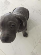 pitbull puppy needs a new home Image eClassifieds4u 1