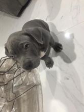 pitbull puppy needs a new home Image eClassifieds4u 4